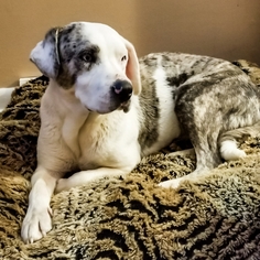 Small Catahoula Leopard Dog Mix