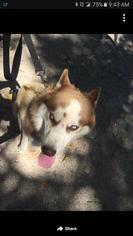 Siberian Husky Dogs for adoption in Edmond, OK, USA