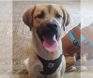 Labrenees Dogs for adoption in Orangeburg, SC, USA