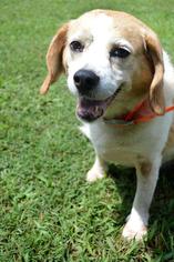 Beagle Dogs for adoption in Chesapeake, VA, USA