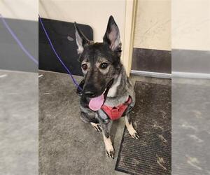 German Shepherd Dog Dogs for adoption in Orange, CA, USA