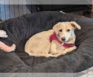 Mutt Dogs for adoption in Aurora, CO, USA