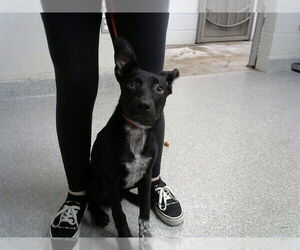 Labrador Retriever-Unknown Mix Dogs for adoption in Pasadena, TX, USA