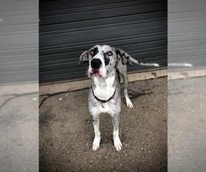 Great Dane Dogs for adoption in Longview, TX, USA