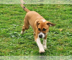 Black Mouth Cur-Unknown Mix Dogs for adoption in Marine City, MI, USA