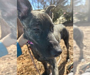 Holland Shepherd Dogs for adoption in Imlay City, MI, USA