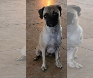 Pug Dogs for adoption in San Antonio, TX, USA