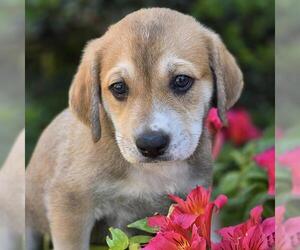 Labrador Retriever-Unknown Mix Dogs for adoption in San Diego, CA, USA