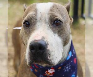 American Staffordshire Terrier-Unknown Mix Dogs for adoption in San Antonio, TX, USA