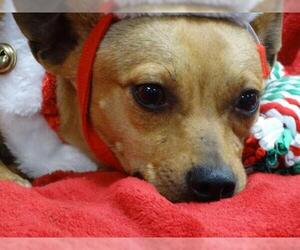 Chiweenie Dogs for adoption in Tacoma, WA, USA