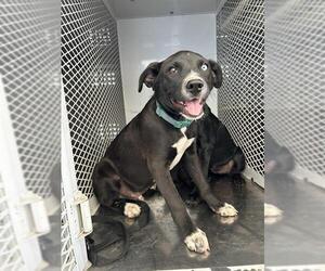 American Pit Bull Terrier Dogs for adoption in Bakersfield, CA, USA