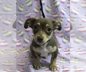 Chiweenie Dogs for adoption in Morton Grove, IL, USA