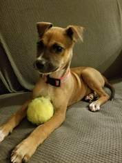 Black Mouth Cur Dogs for adoption in Morganville, NJ, USA