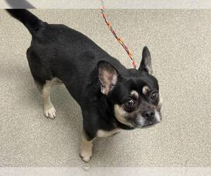 French Bulldog-German Shepherd Dog Mix Dogs for adoption in Las Vegas, NV, USA