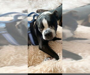 Boston Terrier Dogs for adoption in Huntington Beach, CA, USA