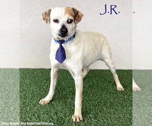 Pug-Unknown Mix Dogs for adoption in San Diego, CA, USA