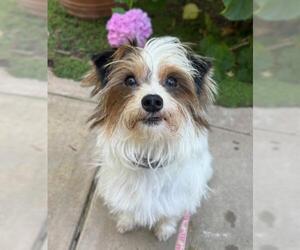 Australian Terrier-Papillon Mix Dogs for adoption in Oakley, CA, USA