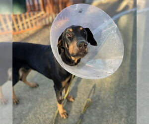 Doberman Pinscher-Unknown Mix Dogs for adoption in Las Vegas, NV, USA
