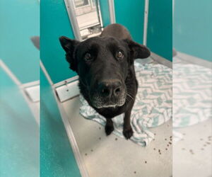 German Shepherd Dog-Unknown Mix Dogs for adoption in Oklahoma City, OK, USA