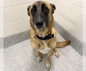 German Shepherd Dog-Unknown Mix Dogs for adoption in Houston, TX, USA