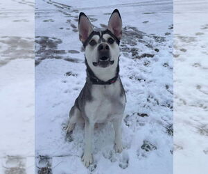 Siberian Husky-Unknown Mix Dogs for adoption in Muskegon, MI, USA