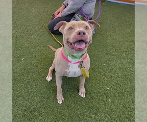 Mutt Dogs for adoption in Las Vegas, NV, USA