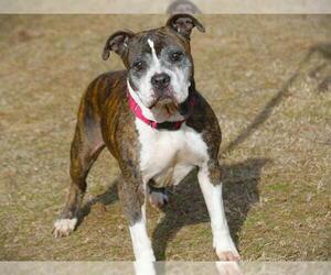 American Bulldog-Unknown Mix Dogs for adoption in Tallahassee, FL, USA