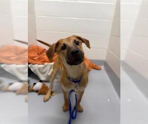 Shepradors Dogs for adoption in Boston, MA, USA