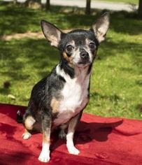 Chihuahua Dogs for adoption in Santa Fe, TX, USA