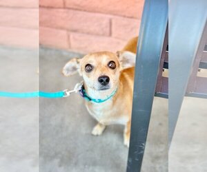 Chiweenie Dogs for adoption in Pittsburg, CA, USA