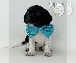 Chiweenie Dogs for adoption in Benton, LA, USA