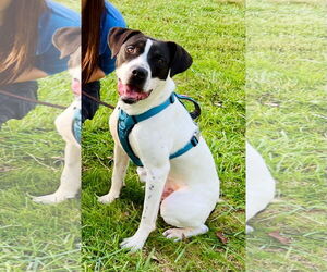 Boxer-Unknown Mix Dogs for adoption in Columbus, IN, USA