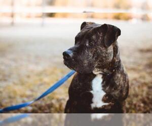 Bullboxer Pit Dogs for adoption in Denver, CO, USA