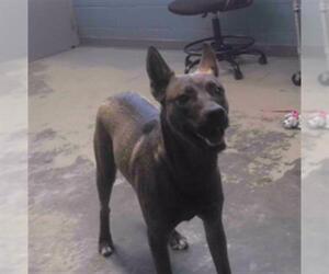 Labrador Retriever-Unknown Mix Dogs for adoption in Tallahassee, FL, USA