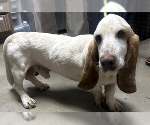Basset Hound Dogs for adoption in Deepwater, NJ, USA