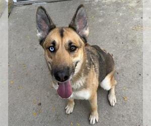 German Shepherd Dog-Unknown Mix Dogs for adoption in Aurora, IL, USA