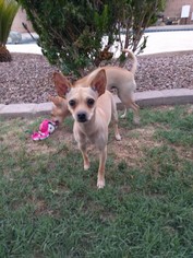 Italian Greyhuahua Dogs for adoption in Chandler, AZ, USA