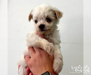 Mutt Dogs for adoption in Washington, DC, USA