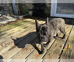 French Bulldog Dogs for adoption in Mount Pleasant, SC, USA