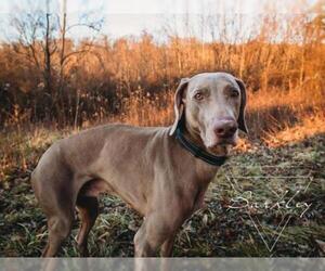 Weimaraner Dogs for adoption in Newport, KY, USA