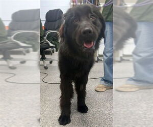 Mutt Dogs for adoption in Westminster, MD, USA