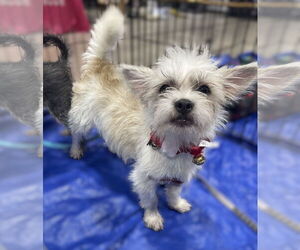 Shih Tzu-Unknown Mix Dogs for adoption in Phoenix, AZ, USA