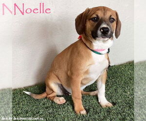 Beagle-Unknown Mix Dogs for adoption in San Diego, CA, USA