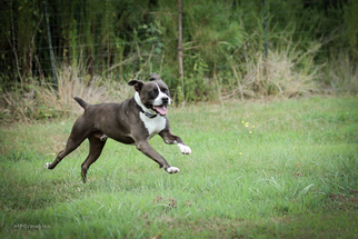 Bullboxer Pit Dogs for adoption in Smithfield, VA, USA