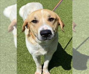 Anatolian Shepherd-Unknown Mix Dogs for adoption in Fayetteville, NC, USA
