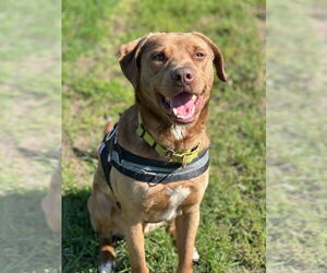 Labrador Retriever-Unknown Mix Dogs for adoption in South Bend, IN, USA