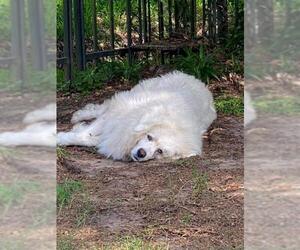Great Pyrenees Dogs for adoption in White River Junction, VT, USA