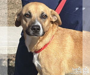 Retriever -Unknown Mix Dogs for adoption in Washington, DC, USA