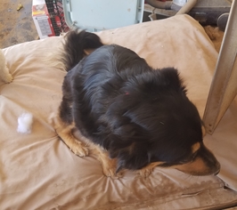 Chow Chow Dogs for adoption in Tonopah, AZ, USA