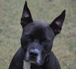 Staffordshire Bull Terrier Dogs for adoption in Englewood, FL, USA